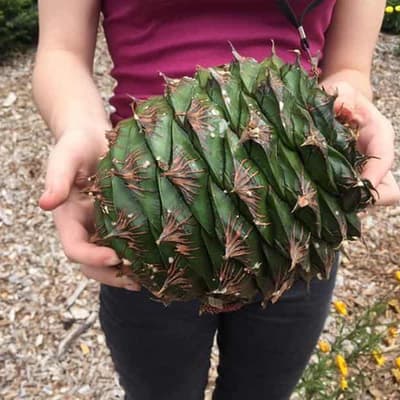 Genomic tools show innovative Indigenous agriculture