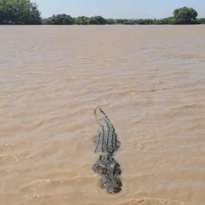 Police battle crocodiles to recover young driver's body
