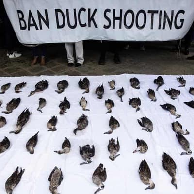 Victorian duck hunting season gets the green light