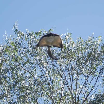 Forestry Corp backs away from logging in glider habitat