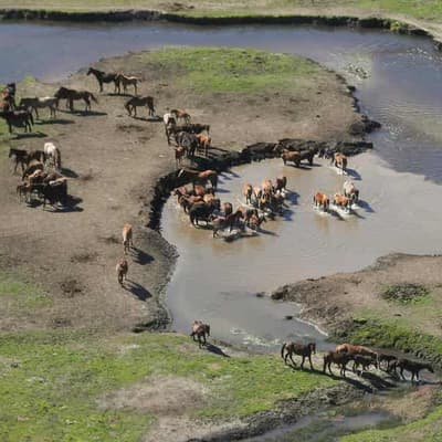 Brumby cull workers harassed amid 'heated' debate