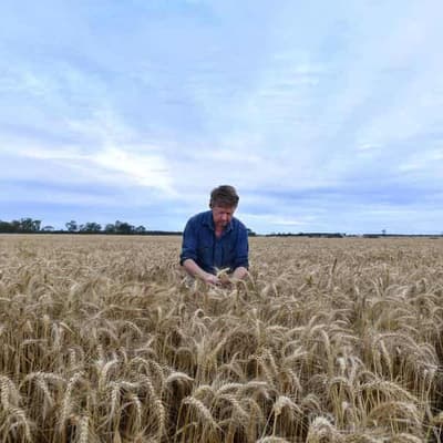 Wheat exports down, China hungry for Australian barley