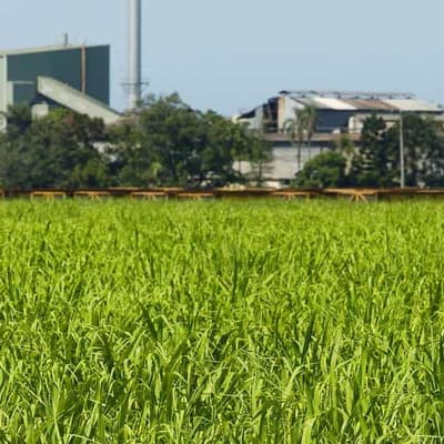 Townsville tapped to turn farm waste into jet fuel