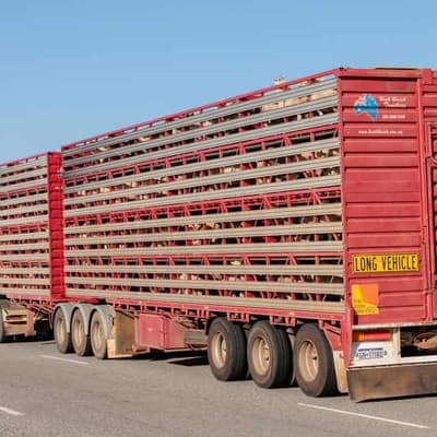 Future of animals on live export ship still unknown