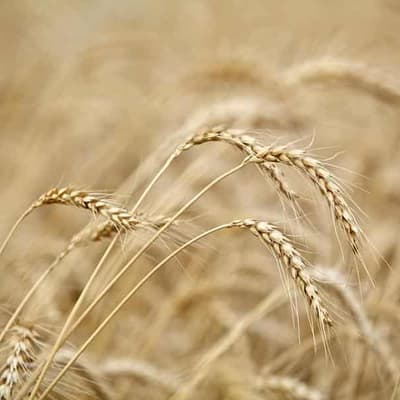 Exports to China soar to $17bn as trade barriers fall