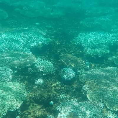More evidence of extensive summer bleaching on reef