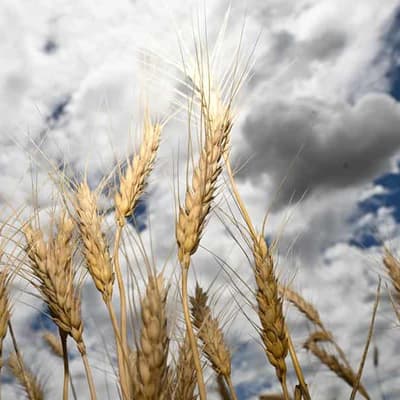 Farmers fuming despite having say on biosecurity spend