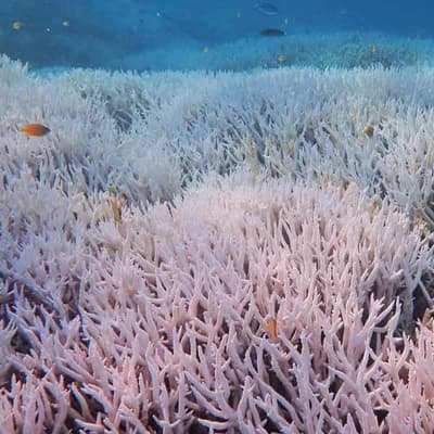 New images show extent of Barrier Reef coral bleaching