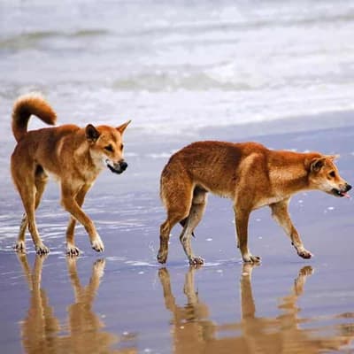 Tracker fitted on 'high-risk' dingo at holiday mecca