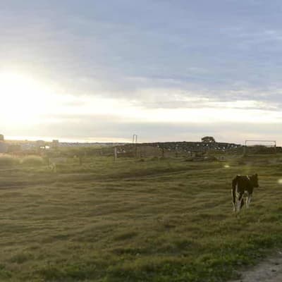 Farmland value doubles in a decade but fewer sales