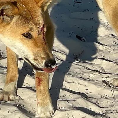 German tourist bitten on leg by dingo at tourist spot