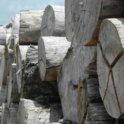 Forestry Corp fined for destroying wildlife habitat