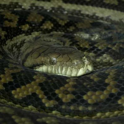 Man charged after 26 snakes found in car