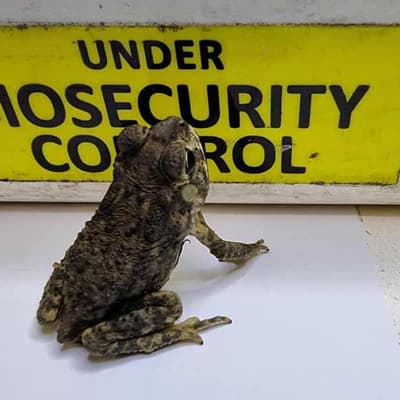 Live toad and human bones among items stopped at border