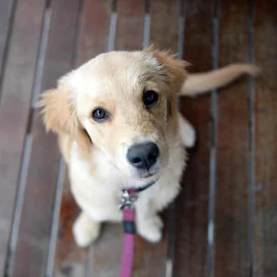 Pet owners forced to surrender animals to gain housing