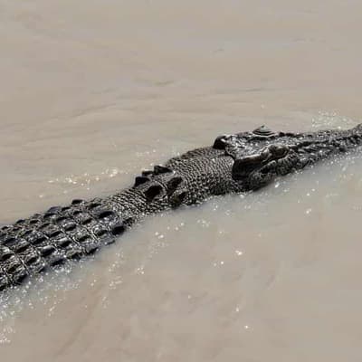 ADF seeks deal on crocodile attack work safety charge