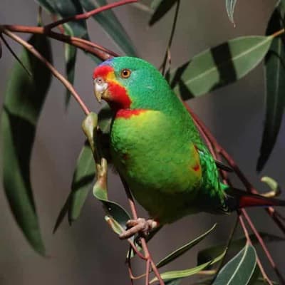 Parrot 'stuffed' while logging continues: scientist