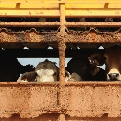 More than 100 Australian cattle die on way to Indonesia