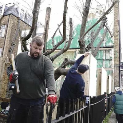 Banksy tree mural fenced off after apparent vandalism