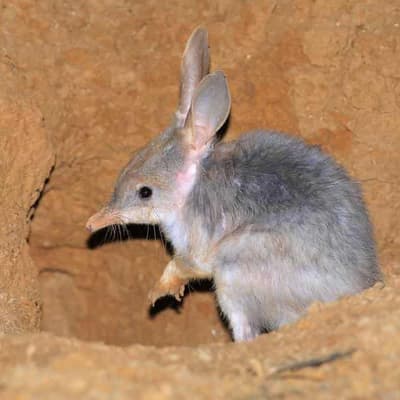 New plans to protect bilbies from extinction