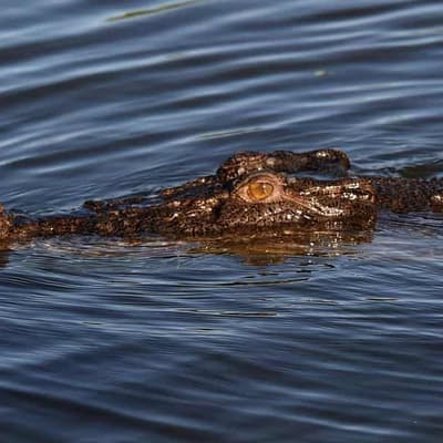 Four-metre croc euthanised after boy's body found