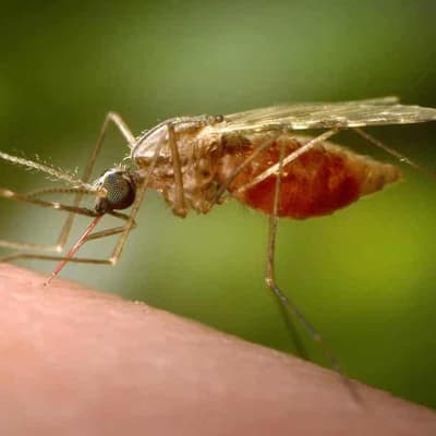 Malaria aid ramped up for southeast Asia, Pacific