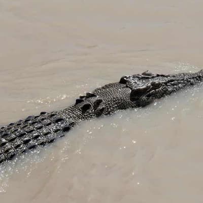 What a croc! Salties targeted for cull in the Top End