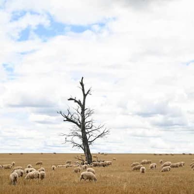 Drought could be 'nail in the coffin' for some farmers