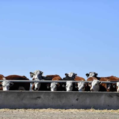 Australia has a beef with looming EU trade rules