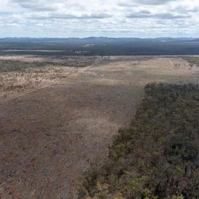 Not lovin' it: McDonald's, Coles fail on deforestation