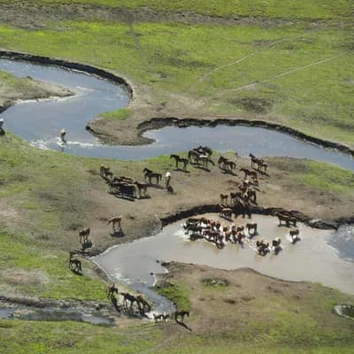 Welfare body concedes illegal knackery probe failed