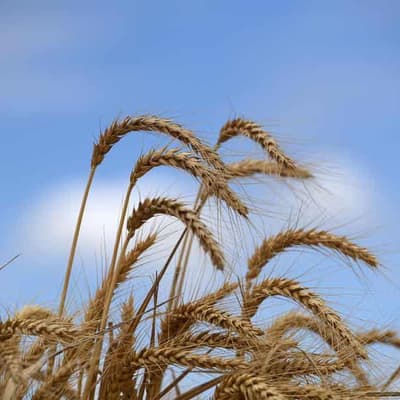 Strong pickings as agriculture in for ripe harvest