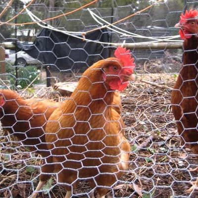 Hens culled, egg shortage as bird flu outbreak spreads