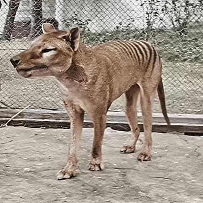 Experts eradicate claim photos show real Tasmanian tiger