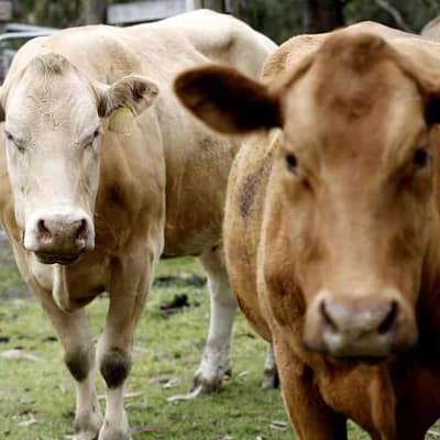 Abolition of farming not on the World Bank agenda