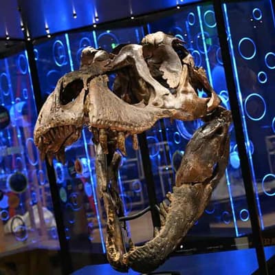 Rare chance to see T.rex up close and personal