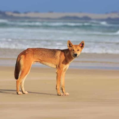 Dingo bites toddler at popular holiday destination