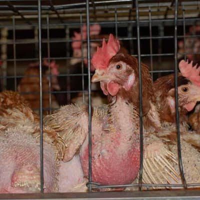 Plea for calm as mass bird-cull ordered to stop flu