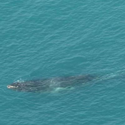 Whale entangled in fishing rope lost off southern coast