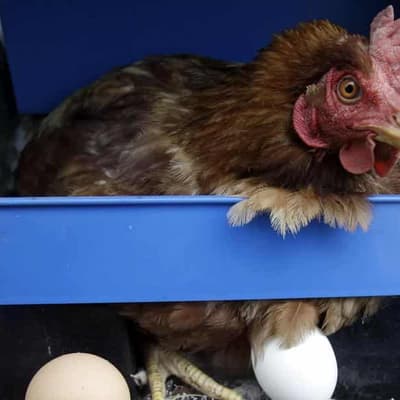 Bird flu egg limits makes hash out of Macca's breakfast