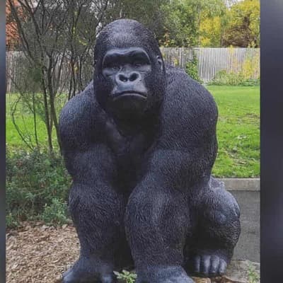 Going bananas: kidnapped gorilla 'Garry' returns home