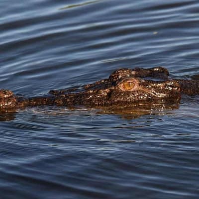 Killer croc shot after girl taken while swimming