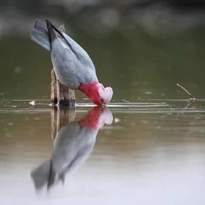 Australian icon tops list of birds pureed by planes
