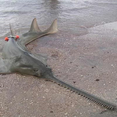 Sawfish secrets could help save the threatened species