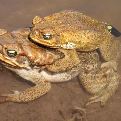 Cane toad-break zone to stop notorious pest march in WA