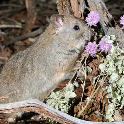 Invasive weed found to be rare rodent's top menu choice