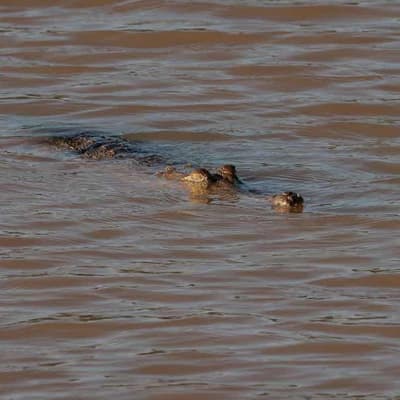Man remains missing after suspected crocodile attack