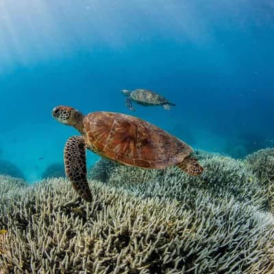 Warnings of reef at risk with centuries-first heating