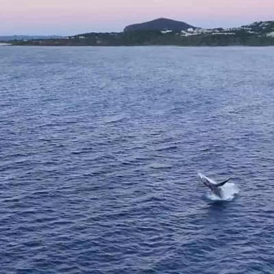 Man knocked out by a whale's tail while in a tinny