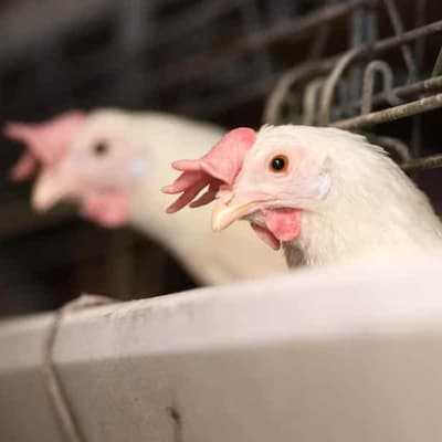 Avian flu key focus of new biosecurity hub